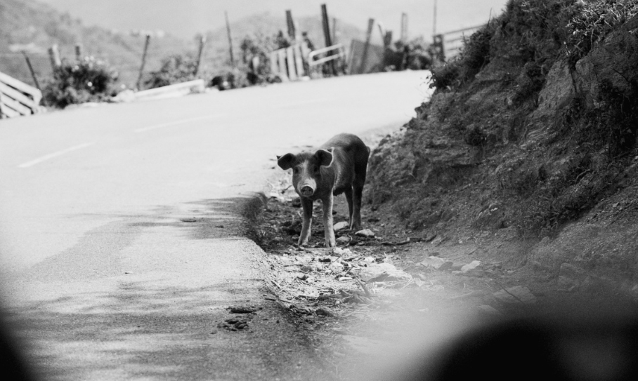 Photo : Simon Birman
