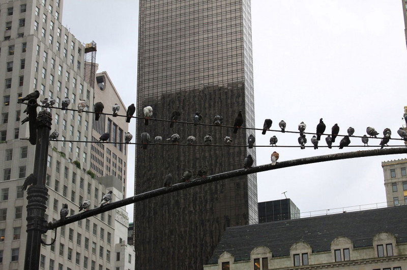 les-animaux-a-nos-portes