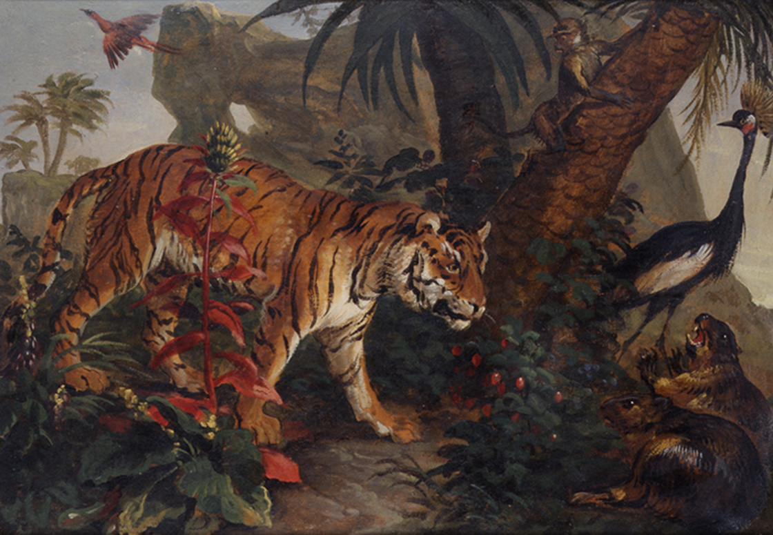 tigre-royal-et-castors