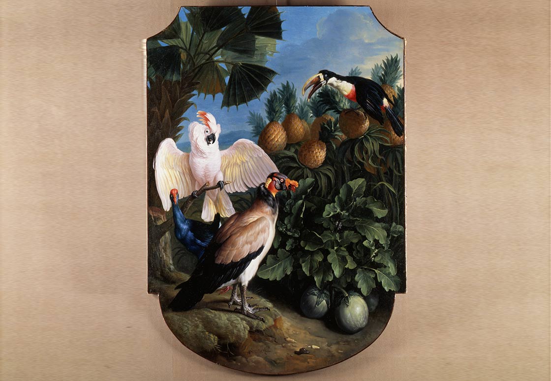 toucan-cacatoes-poule-sultane-et-vautour-dans-un-paysage