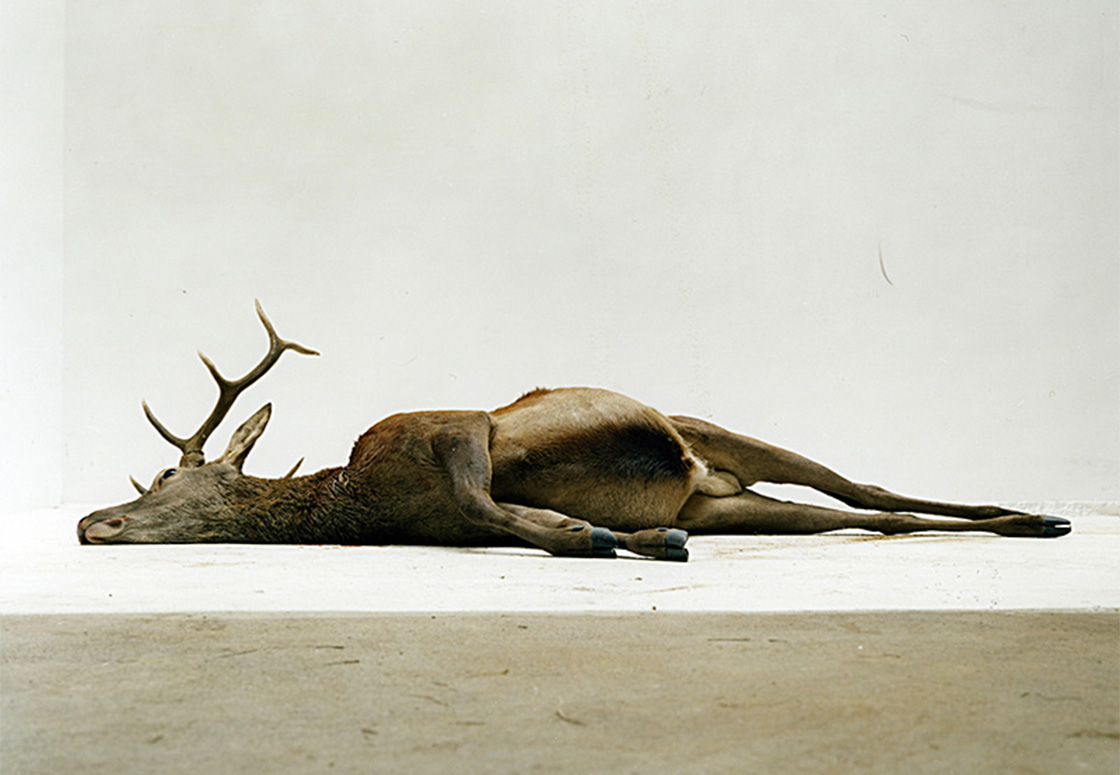 cerf-mort